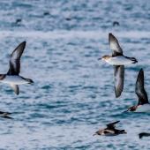 Hutton's shearwater. Flock in flight. Kahutara River mouth, Kaikoura, October 2020. Image &copy; Derek Templeton by Derek Templeton take.aim.kiwi@gmail.com