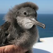 Hutton's shearwater. Chick. Kaikoura Peninsula. Image &copy; Kate Steffens by Kate Steffens