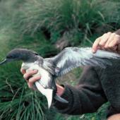 Hutton's shearwater. Adult underwing and side. Upper Kowhai Valley, Kaikoura, December 1989. Image &copy; Alan Tennyson by Alan Tennyson