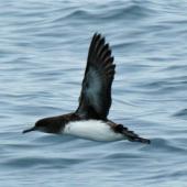 Hutton's shearwater. In flight showing  white underwing patch and dark armpits. Kaikoura pelagic, October 2008. Image &copy; Duncan Watson by Duncan Watson
