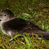 Hutton's shearwater. Adult on ground at breeding colony at night. Kowhai Stream colony,  Seaward Kaikoura Ranges, December 2011. Image &copy; Mark Fraser by Mark Fraser