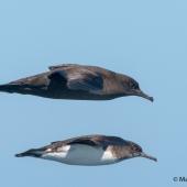 Hutton's shearwater. Adult (below) in flight with sooty shearwater. Off Stewart Island, February 2017. Image &copy; Matthias Dehling by Matthias Dehling