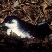 Little shearwater | Totorore. Adult at breeding colony. Stanley Island, Mercury Islands, July 1987. Image &copy; Colin Miskelly by Colin Miskelly