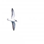 Little shearwater. Adult in flight (subspecies haurakiensis). Outer Hauraki Gulf, October 2018. Image &copy; Edin Whitehead by Edin Whitehead Edin Whitehead www.edinz.com