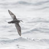 Little shearwater | Totorore. Adult in flight (subspecies haurakiensis). Outer Hauraki Gulf, October 2018. Image &copy; Edin Whitehead by Edin Whitehead Edin Whitehead www.edinz.com