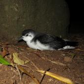 Little shearwater. Adult at breeding colony (nominate subspecies). Phillip Island, Norfolk Island group, April 2017. Image &copy; Dean Portelli by Dean Portelli