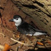 Little shearwater | Totorore. Adult at burrow entrance (nominate subspecies). Phillip Island, Norfolk Island group, April 2017. Image &copy; Dean Portelli by Dean Portelli