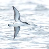 Little shearwater | Totorore. Adult in flight, ventral. The Petrel Station pelagic offshore from Tutukaka, December 2023. Image &copy; Scott Brooks, www.thepetrelstation.nz by Scott Brooks