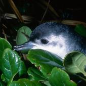 Little shearwater. Adult returning to breeding colony. Mokohinau Islands. Image &copy; Terry Greene by Terry Greene