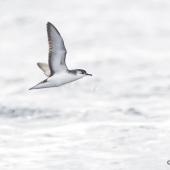 Little shearwater | Totorore. Ventral view. Bay of Islands, January 2017. Image &copy; Matthias Dehling by Matthias Dehling