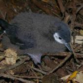Little shearwater. Chick. Taranga / Hen Island, December 2010. Image &copy; Colin Miskelly by Colin Miskelly