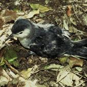 Little shearwater | Totorore. Fledgling. Lady Alice Island, Hen and Chicken Islands, November 1994. Image &copy; Department of Conservation (image ref: 10047721) by Andrea Booth, Department of Conservation Courtesy of Department of Conservation
