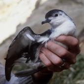 Little shearwater. Adult 'kermadecensis' subspecies. Curtis Island, Kermadec Islands, May 1982. Image &copy; Colin Miskelly by Colin Miskelly