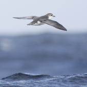 Subantarctic little shearwater. In flight, dorsal, from behind. At sea off Campbell Island, April 2013. Image &copy; Phil Battley by Phil Battley