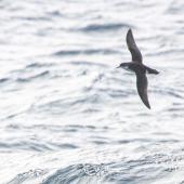 Subantarctic little shearwater. In flight. At sea off Dunedin, October 2022. Image &copy; Oscar Thomas by Oscar Thomas oscarthomas.nz