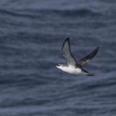 Subantarctic little shearwater. In flight. At sea off Dunedin, October 2022. Image &copy; Oscar Thomas by Oscar Thomas oscarthomas.nz