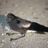 Wilson's storm petrel. Adult on ground. Hop Island, Prydz Bay, Antarctica, January 1990. Image &copy; Colin Miskelly by Colin Miskelly