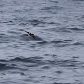 Wilson's storm petrel. Side view of adult in flight. At sea off Whangaroa Harbour, Northland, January 2011. Image &copy; Jenny Atkins by Jenny Atkins www.jennifer-m-pics.ifp3.com