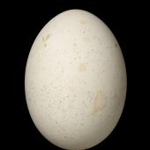 Wilson's storm petrel. Egg 35.3 x 25.6 mm (NMNZ OR.011932, collected by Frederich-Carl Kinsky). Cape Hallett, Ross Sea, Antarctica, January 1966. Image &copy; Te Papa by Jean-Claude Stahl
