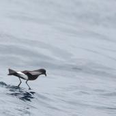 Wilson's storm petrel. Adult walking on water. At sea off Port Fairy, Victoria, Australia, April 2013. Image &copy; Sonja Ross by Sonja Ross
