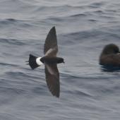 Wilson's storm petrel. Dorsal view of adult in flight. At sea off Whangaroa Harbour, March 2012. Image &copy; Philip Griffin by Philip Griffin