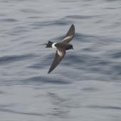 Wilson's storm petrel. Dorsal view of adult in flight. At sea off Whangaroa, March 2012. Image &copy; Philip Griffin by Philip Griffin