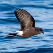 Wilson's storm petrel. Adult in flight, ventral. The Petrel Station pelagic offshore from Tutukaka, May 2023. Image &copy; Scott Brooks, www.thepetrelstation.nz by Scott Brooks