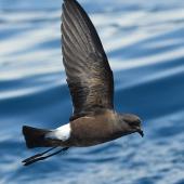 Wilson's storm petrel. Adult in flight showing dark underwing. Tutukaka Pelagic out past Poor Knights Islands, October 2021. Image &copy; © Scott Brooks (ourspot) by Scott Brooks