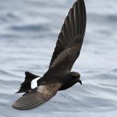 Wilson's storm petrel. Adult in flight. Tutukaka Pelagic out past Poor Knights Islands, October 2021. Image &copy; © Scott Brooks (ourspot) by Scott Brooks