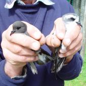 Grey-backed storm petrel | Reoreo. Adult in hand (left) and white-faced storm petrel. Chatham Islands, Near Taiko camp, October 2007. Image &copy; Graeme Taylor by Graeme Taylor