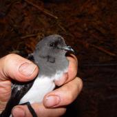 Grey-backed storm petrel. Adult in hand showing head and bill. Chatham Island, October 2007. Image &copy; Graeme Taylor by Graeme Taylor