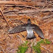 Grey-backed storm petrel | Reoreo. Adult showing upper surface with wings spread. Chatham Island, October 2007. Image &copy; Graeme Taylor by Graeme Taylor