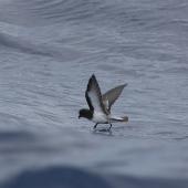 Grey-backed storm petrel. Adult in flight showing underwing and belly. At sea, off Eaglehawk Neck, Tasmania, Australia, February 2010. Image &copy; Brook Whylie by Brook Whylie http://www.sossa-international.org