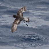 Grey-backed storm petrel | Reoreo. Dorsal view of adult in flight. At sea, off Eaglehawk Neck, Tasmania, Australia, February 2010. Image &copy; Brook Whylie by Brook Whylie http://www.sossa-international.org