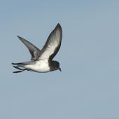 Grey-backed storm petrel. In flight ventral. Kaikoura pelagic, June 2016. Image &copy; Michael Ashbee by Michael Ashbee Courtesy of Michael Ashbee www.mikeashbeephotography.com