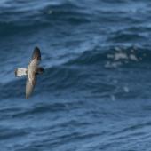 Grey-backed storm petrel. In flight dorsal. Kaikoura pelagic, June 2016. Image &copy; Mike Ashbee by Mike Ashbee Courtesy of Michael Ashbee @ mikeashbeephotography.com