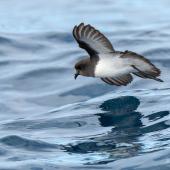Grey-backed storm petrel | Reoreo. Adult in flight, ventral. The Petrel Station pelagic offshore from Tutukaka, August 2023. Image &copy; Scott Brooks, www.thepetrelstation.nz by Scott Brooks