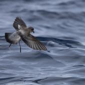 Grey-backed storm petrel | Reoreo. In flight. At sea off Moeraki, October 2021. Image &copy; Oscar Thomas by Oscar Thomas oscarthomas.nz