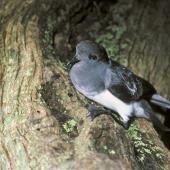 Grey-backed storm petrel | Reoreo. Adult showing webbing. Rangatira Island, Chatham Islands, July 1986. Image &copy; Colin Miskelly by Colin Miskelly