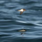 Grey-backed storm petrel. Side view of adult in flight. Kaikoura pelagic, January 2013. Image &copy; Philip Griffin by Philip Griffin