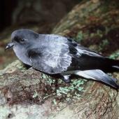 Grey-backed storm petrel | Reoreo. Adult showing back and folded wings. Rangatira Island, Chatham Islands, July 1986. Image &copy; Colin Miskelly by Colin Miskelly