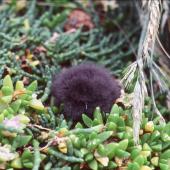 Grey-backed storm petrel. Downy chick. Rangatira Island, Chatham Islands, December 1983. Image &copy; Colin Miskelly by Colin Miskelly