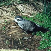 White-faced storm petrel | Takahikare. Adult standing showing metal leg band. North East Island, Snares Islands, November 1986. Image &copy; Colin Miskelly by Colin Miskelly