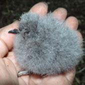 White-faced storm petrel | Takahikare. Chick. Rangatira Island, Chatham Islands, February 2018. Image &copy; Graeme Taylor by Graeme Taylor