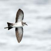 White-faced storm petrel | Takahikare. Adult in flight, ventral. The Petrel Station pelagic offshore from Tutukaka, December 2023. Image &copy; Scott Brooks, www.thepetrelstation.nz by Scott Brooks