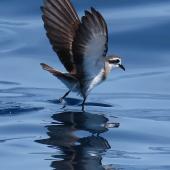 White-faced storm petrel | Takahikare. Adult. Tutukaka Pelagic out past Poor Knights Islands, January 2020. Image &copy; Scott Brooks (ourspot) by Scott Brooks