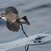 White-faced storm petrel | Takahikare. Dorsal view of adult 'walking' on water. Hauraki Gulf, January 2012. Image &copy; Philip Griffin by Philip Griffin