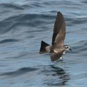 White-faced storm petrel | Takahikare. Adult in flight. Hauraki Gulf, January 2012. Image &copy; Philip Griffin by Philip Griffin