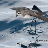 White-faced storm petrel. Adult 'walking' on water while foraging. Hauraki Gulf, January 2012. Image &copy; Philip Griffin by Philip Griffin