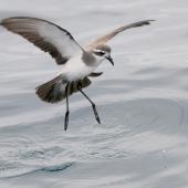 White-faced storm petrel. Ventral view of adult on the wing. Hauraki Gulf, January 2012. Image &copy; Philip Griffin by Philip Griffin